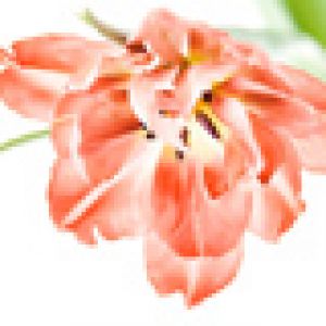 Beautiful Pink Tulip Flower