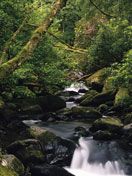 Serene Forest Stream - wallpaper preview