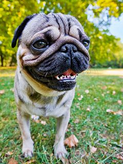 Happy Pug Dog - wallpaper preview