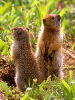 Cute Ground Squirrels - wallpaper preview