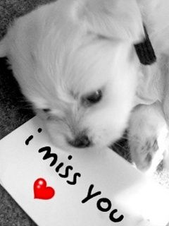 Cute Puppy Missing You - wallpaper preview