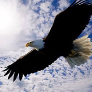 Majestic Eagle in Flight