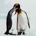 King Penguin 