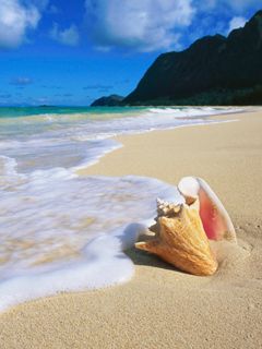 Beautiful Beach Shell - wallpaper preview