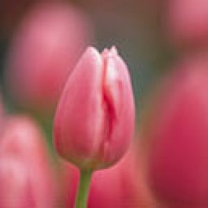 Beautiful Pink Tulip