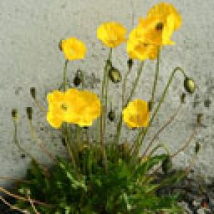 Yellow Wildflowers in Bloom