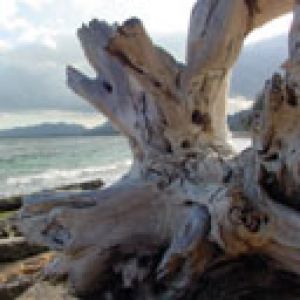 Driftwood at Waipoli Beach