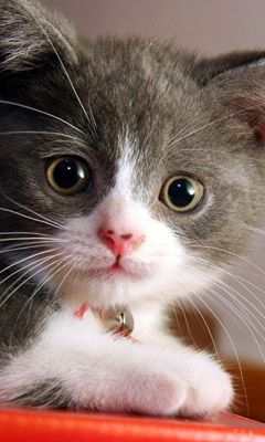 Cute Gray Kitten - wallpaper preview