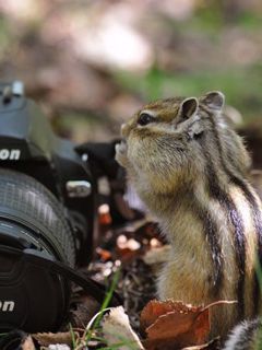 Curious Chipmunk with Camera - wallpaper preview