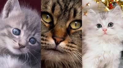 Cute Cats Collection - wallpaper preview