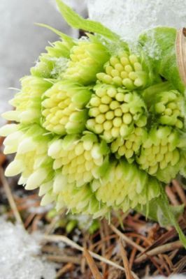 Spring Blooming Flowers - wallpaper preview