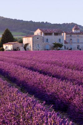 Lavender Fields and Rustic House - wallpaper preview