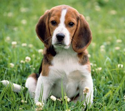 Adorable Beagle Puppy - wallpaper preview