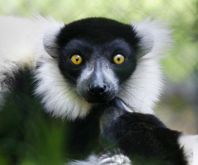 Lemur Close-Up - wallpaper preview
