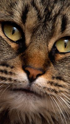 Close-Up Cat Portrait - wallpaper preview