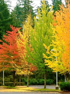 Autumn Trees in Vibrant Colors - wallpaper preview