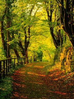Serene Forest Path - wallpaper preview