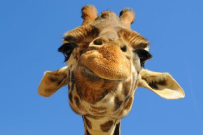 Giraffe Close-Up - wallpaper preview