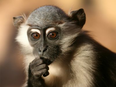 Curious Monkey Portrait - wallpaper preview