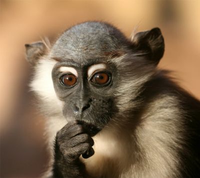 Thoughtful Monkey - wallpaper preview