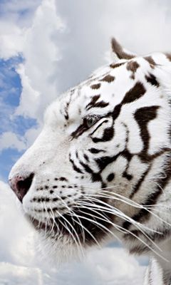 White Tiger Profile - wallpaper preview