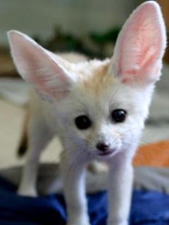 Cute Fennec Fox - wallpaper preview