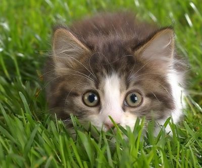 Cute Kitten in Grass - wallpaper preview