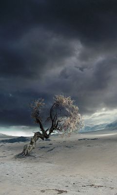 Lonely Tree in Desert Landscape - wallpaper preview