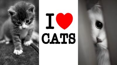love cats