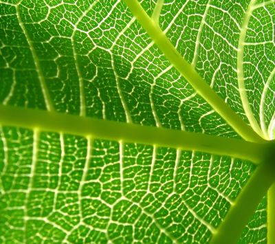 Green Leaf Close-Up - wallpaper preview
