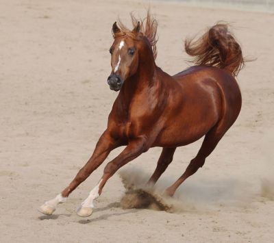 Running Horse Wallpaper - wallpaper preview