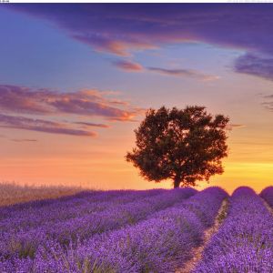 Lavender Field - Provence