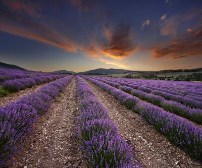 Lavender Fields at Sunset - wallpaper preview