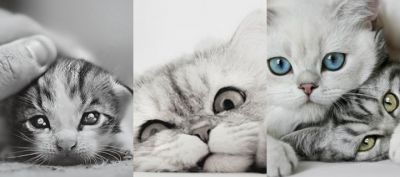 Cute Cats Collection - wallpaper preview