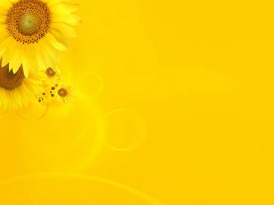 Bright Sunflower Background - wallpaper preview
