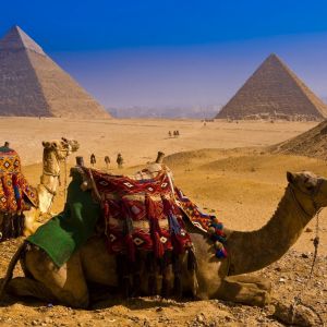 Pyramids Camel Desert