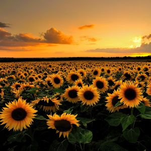 sunset sunflowers