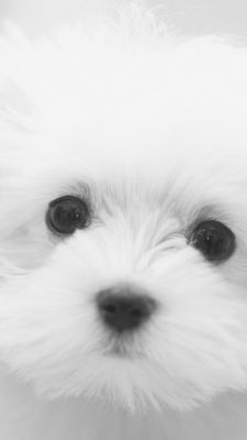 Cute white puppy