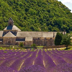 Provence field
