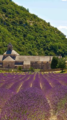 Provence field