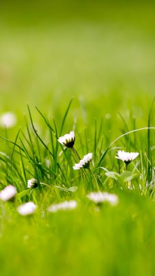 Green Grass with chamomile