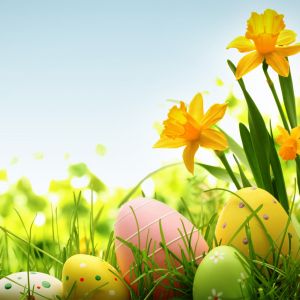 Easter eggs in grass and daffodil flowers