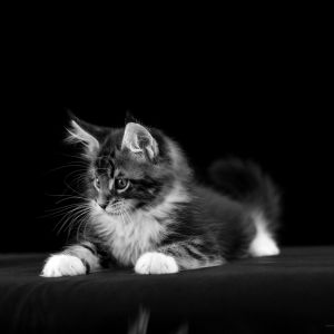 Kitty in black and white