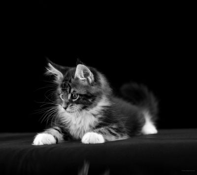 Kitty in black and white